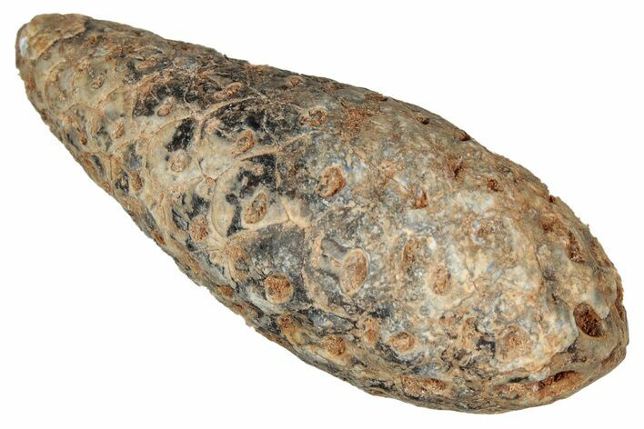 Fossil Cycadophyte Seed Cone - Boujdour, Morocco #349129